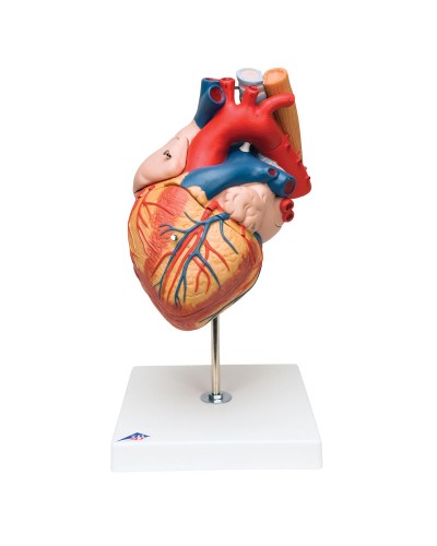 Heart with Esophagus and Trachea, 2 times life size, 5 part